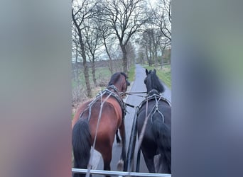 Oldenbourg, Hongre, 5 Ans, 168 cm, Bai