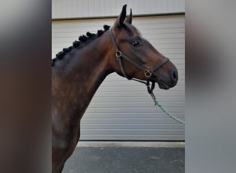Oldenbourg, Hongre, 5 Ans, 168 cm, Bai brun
