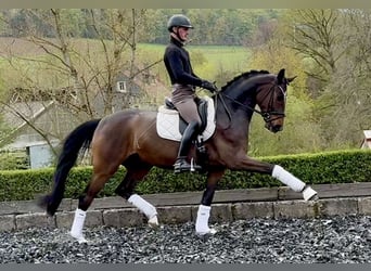 Oldenbourg, Hongre, 5 Ans, 168 cm, Bai brun