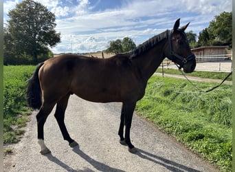 Oldenbourg, Hongre, 5 Ans, 168 cm, Bai brun