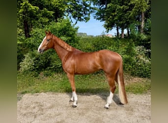 Oldenbourg, Hongre, 5 Ans, 168 cm, Bai