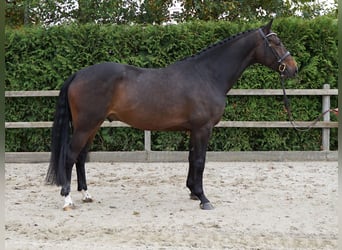 Oldenbourg, Hongre, 5 Ans, 168 cm