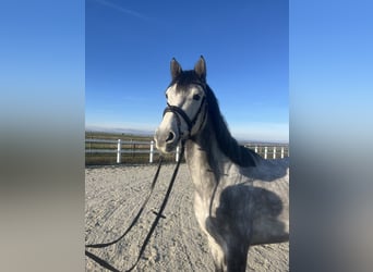 Oldenbourg, Hongre, 5 Ans, 168 cm, Gris