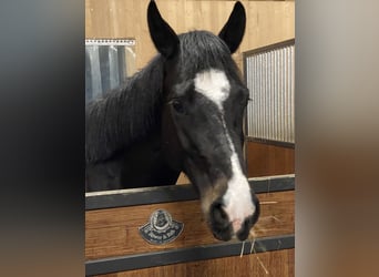 Oldenbourg, Hongre, 5 Ans, 168 cm, Noir