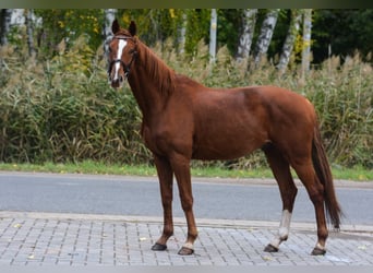 Oldenbourg, Hongre, 5 Ans, 169 cm, Alezan brûlé
