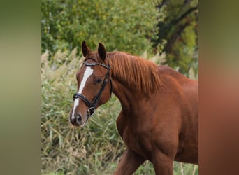 Oldenbourg, Hongre, 5 Ans, 169 cm, Alezan brûlé