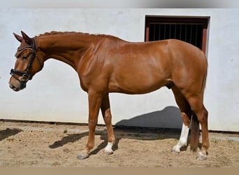 Oldenbourg, Hongre, 5 Ans, 169 cm, Alezan brûlé