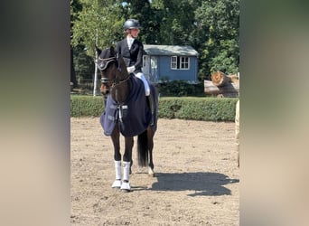 Oldenbourg, Hongre, 5 Ans, 169 cm, Bai brun