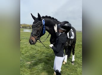 Oldenbourg, Hongre, 5 Ans, 169 cm, Bai brun foncé