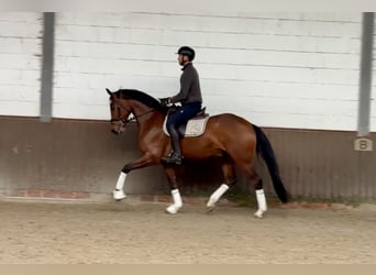 Oldenbourg, Hongre, 5 Ans, 169 cm, Bai