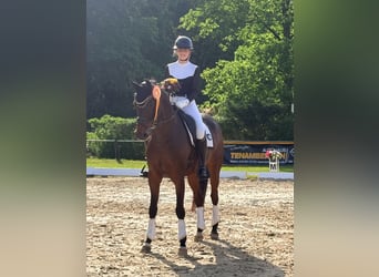 Oldenbourg, Hongre, 5 Ans, 169 cm, Bai