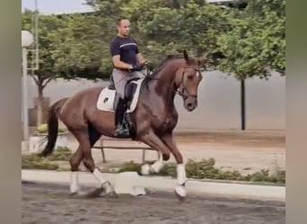 Oldenbourg, Hongre, 5 Ans, 169 cm, Bai clair
