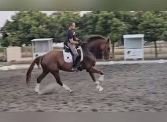 Oldenbourg, Hongre, 5 Ans, 169 cm, Bai clair