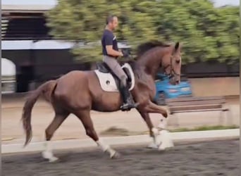 Oldenbourg, Hongre, 5 Ans, 169 cm, Bai clair