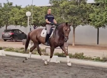 Oldenbourg, Hongre, 5 Ans, 169 cm, Bai clair