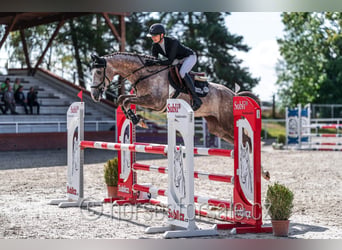 Oldenbourg, Hongre, 5 Ans, 169 cm, Gris