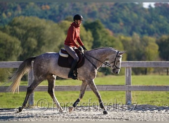 Oldenbourg, Hongre, 5 Ans, 169 cm, Gris