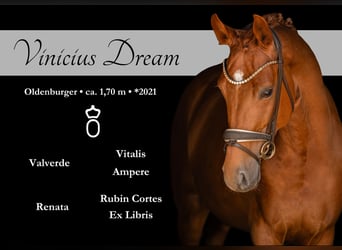 Oldenbourg, Hongre, 5 Ans, 170 cm, Alezan