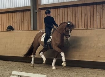 Oldenbourg, Hongre, 5 Ans, 170 cm, Alezan