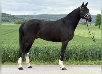 Oldenbourg, Hongre, 5 Ans, 170 cm, Bai brun