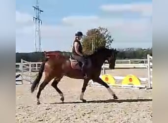 Oldenbourg, Hongre, 5 Ans, 170 cm, Bai