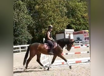 Oldenbourg, Hongre, 5 Ans, 170 cm, Bai