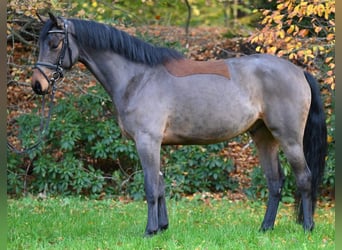 Oldenbourg, Hongre, 5 Ans, 170 cm, Bai