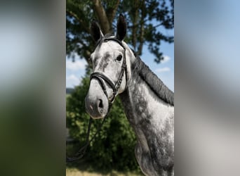 Oldenbourg, Hongre, 5 Ans, 170 cm, Gris pommelé