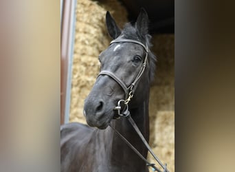 Oldenbourg, Hongre, 5 Ans, 170 cm, Noir
