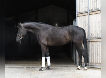 Oldenbourg, Hongre, 5 Ans, 170 cm, Noir