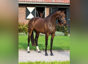 Oldenbourg, Hongre, 5 Ans, 170 cm, Noir