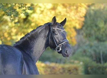 Oldenbourg, Hongre, 5 Ans, 170 cm, Noir