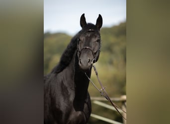 Oldenbourg, Hongre, 5 Ans, 170 cm, Noir