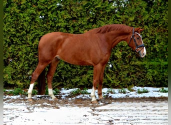 Oldenbourg, Hongre, 5 Ans, 172 cm, Alezan