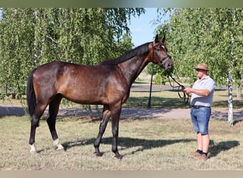 Oldenbourg, Hongre, 5 Ans, 172 cm, Bai brun