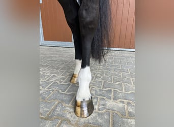 Oldenbourg, Hongre, 5 Ans, 172 cm, Bai brun foncé