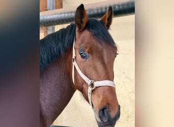 Oldenbourg, Hongre, 5 Ans, 172 cm, Bai