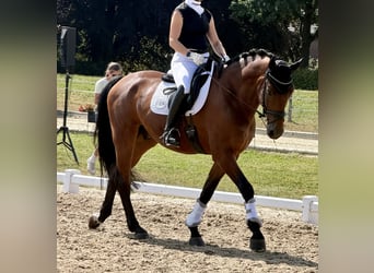 Oldenbourg, Hongre, 5 Ans, 172 cm, Bai