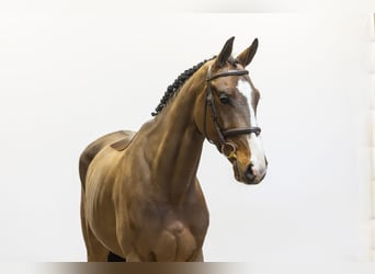 Oldenbourg, Hongre, 5 Ans, 172 cm, Bai