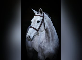 Oldenbourg, Hongre, 5 Ans, 172 cm, Gris