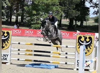 Oldenbourg, Hongre, 5 Ans, 172 cm, Gris pommelé