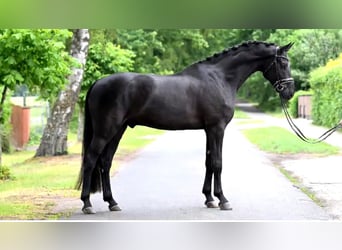Oldenbourg, Hongre, 5 Ans, 172 cm, Noir