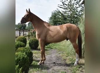 Oldenbourg, Hongre, 5 Ans, 173 cm, Alezan