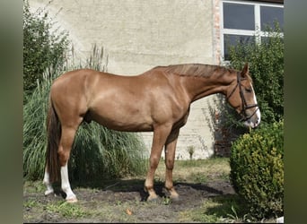 Oldenbourg, Hongre, 5 Ans, 173 cm, Alezan