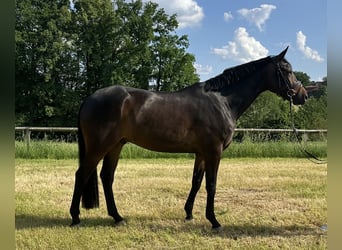 Oldenbourg, Hongre, 5 Ans, 173 cm, Bai brun