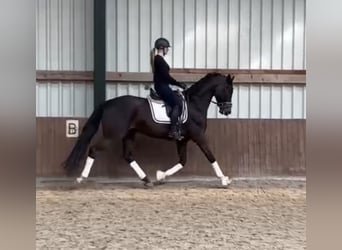 Oldenbourg, Hongre, 5 Ans, 173 cm, Bai brun