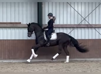 Oldenbourg, Hongre, 5 Ans, 173 cm, Bai brun
