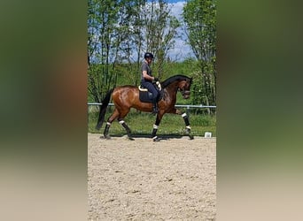 Oldenbourg, Hongre, 5 Ans, 173 cm, Bai