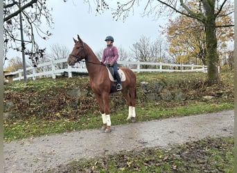 Oldenbourg, Hongre, 5 Ans, 174 cm, Alezan