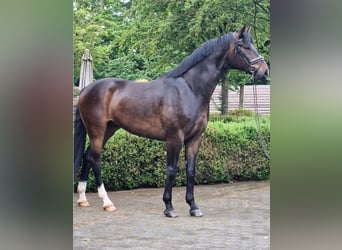 Oldenbourg, Hongre, 5 Ans, 174 cm, Bai brun